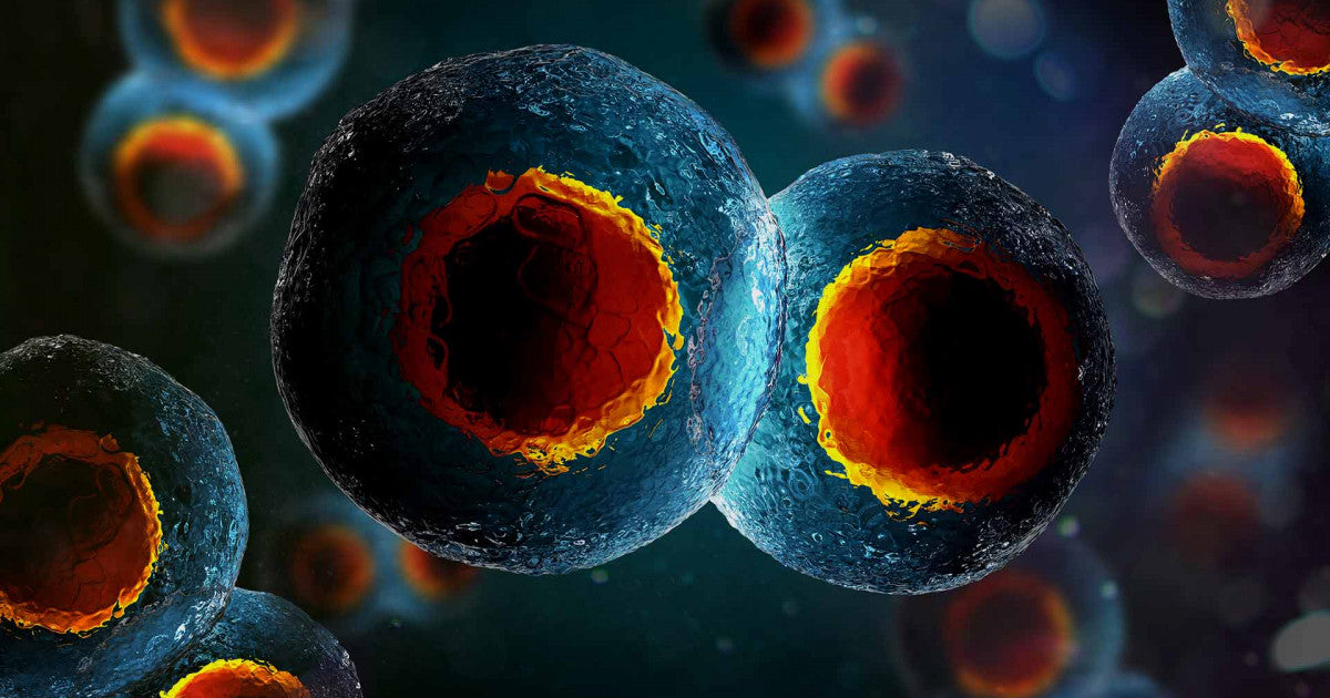 celulas humanas duplicandose natural cells care nutricion